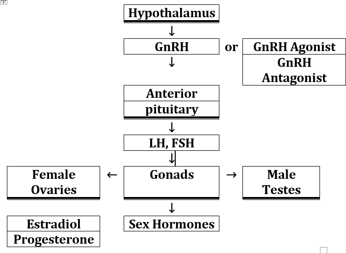 Figure 1: GnRH is a decapeptide hormone released from hypothalamus and is essential for male and female reproductive health. Upon release from hypothalamus through blood stream, GnRH interacts with GnRH receptor in the anterior pituitary and stimulates the release of gonadotropins including LH and FSH.