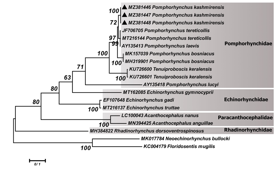 Figure 2: Phylogenetic tree of isolates of the _Pomphorhynchus kashmirensis_ obtained in this study (▲) and other members of the families _Pomphorhynchidae, Echinorhynchidae_ and _Rhadinorhynchidae_ retrieved from GenBank based on the ITS-rDNA region. The tree was constructed based on the maximum likelihood method and the Tamura 3-parameter model in MEGA6. Neoechinorhynchus bullocki and _Floridosentis mugilis_ sequences were used as the out group. Bootstrap values lower than 50 were omitted.