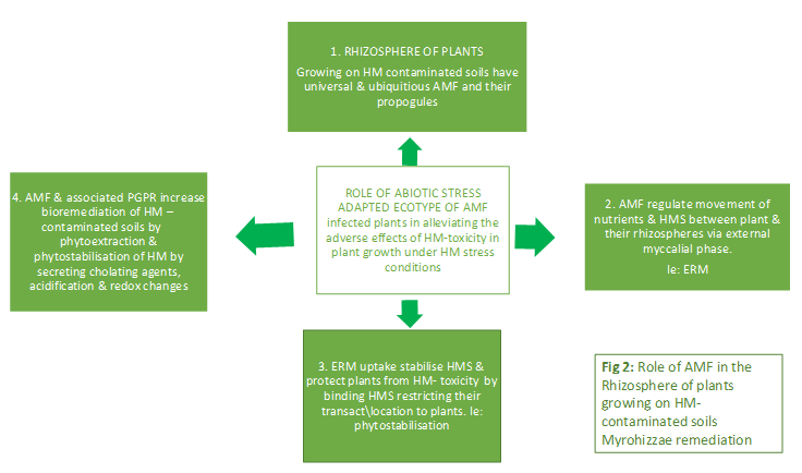 Figure 2: Role of AMF in the rhizosphere of plants growing on HM-contaminated soils.