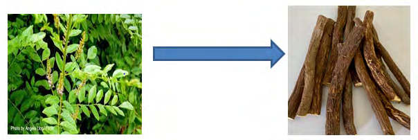 Figure 2: Liquorice Plant with its different parts with medicinal Value.
