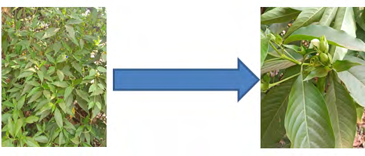 Figure 3: Vasaka Plant with its different parts with medicinal Value.