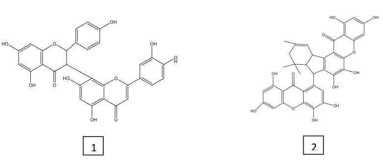 Figure 3: Chemical structures of two major compounds isolated from G. chromocarpa. (1): Morelloflavone and (2): Griffipavixanthone.