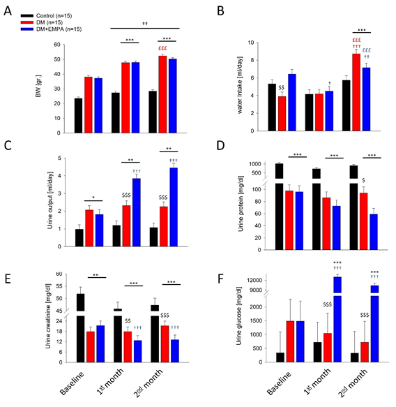Figure 1: Mice general maintenance physiological parameters. A. mean weight, B. water intake, C. urine output, D. Urine protein exertion, E. urine creatinine, F. urine glucose level. C57 group (black columns), DM mice (red columns), DM+EMPA (blue columns). * P<0.05 vs. C57, ** P<0.01 vs. C57, *** P<0.001 vs. C57, $ P<0.05 vs. DM+EMPA, $$ P<0.01 vs. DM+EMPA, $$$ P<0.001 vs. DM+EMPA, £££ P<0.001 vs. one month, † P<0.05 vs. BL, †† P<0.01 vs. BL, ††† P<0.001 vs. BL. Data represent the mean ± SEM.