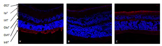 Figure 2: αKL expression in ganglionic cell layer (GCL) of the retina, showing representative immunofluorescence sections in C57 mice retina, B: DM mice retina. C: DM+EMPA mice retina. Red indicates αKL positive pixels, Blue- nuclei detected by DAPI.