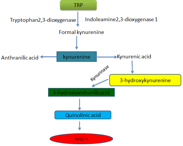 Figure 1: The tryptophan (Trp), metabolism takes place in the liver under the presence of the relevant enzymes and results in the biosynthesis of nictotinamide adenine dinucleotide (NAD+).