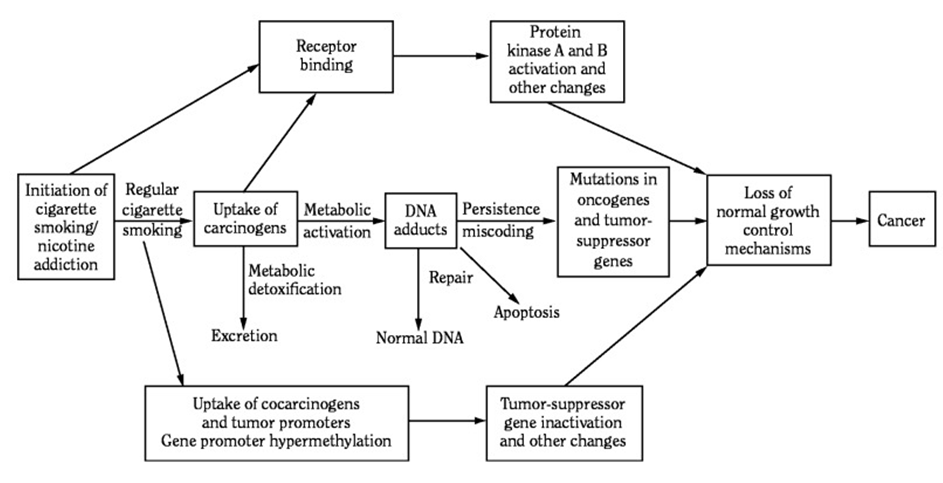 Figure 1: Smoking and its causal relationship with cancer onset [6].