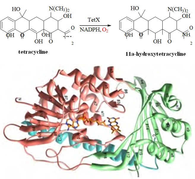 Figure 6: Overall Structure of TetX indicating the sub-division into two domains binding a FAD cofactor. The figure is from [13].