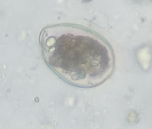 Figure 12: Photomicrograph of Strongyle spp. egg Tiger Pragati.
