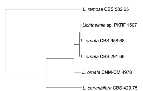 Figure 5: Determination of the species identity of the RCPF 1507 strain.