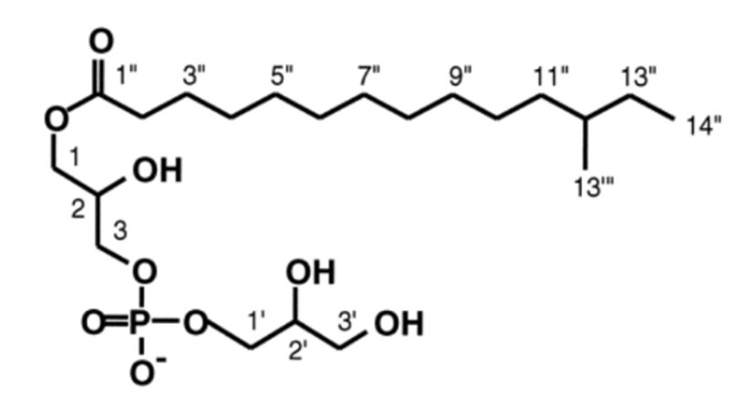 Figure 2: shows the structure of antibiotics recovered from the purified extract named Bacilysocin.