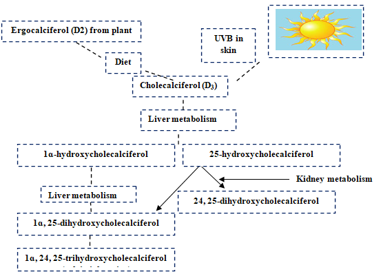 Figure 1: Metabolic pathways of vitamin D [16].
