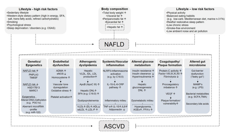 Figure 1: Courtesy ref no-143-Pathophysiological mechanisms linking NAFLD and CVD. Saturated fatty acids, OSAS obstructive sleep apnea syndrome. carbohydrates, n-3 FA omega-3 fatty acids, NAFLD non-alcoholic fatty liver disease; PNPLA3 patatin-like phospholipase domain-containing protein 3, TM6SF transmembrane 6 superfamily 2 human gene, HSD17B13 hydroxysteroid dehydrogenase 17beta 13, MARC1 mitochondrial amidoxime reducing component 1, PGC1α peroxisome proliferator-activated receptor gamma coactivator 1-alpha, miR micro-RNA, ADMA asymmetric dimethylarginine, eNOS endothelial nitric oxide synthase, VLDL very-low-density lipoprotein, IDL intermediate-density lipoprotein, LDL low-density lipoprotein, ApoB apolipoprotein B, ApoC III apolipoprotein C3, DNL de novo lipogenesis, HDL-C high-density lipoprotein cholesterol, sdLDL small dense low-density lipoprotein, LDL-P low-density lipoprotein particles, C16:0 palmitic acid, IL-1β interleukin-1β, IL-6 interleukin-6, CRP C-reactive protein, AGEs advanced glycation end products, FFAs free fatty acids, VEGF vascular endothelial growth factor, MAMPs microbe-associated molecular pattern, LPS lipopolysaccharide, SCFA short-chain fatty acids, TMA trimethylamine; ASCVD atherosclerotic cardiovascular disease. Down arrows (↓) indicate decreased levels, and up arrows (↑) indicate increased levels.