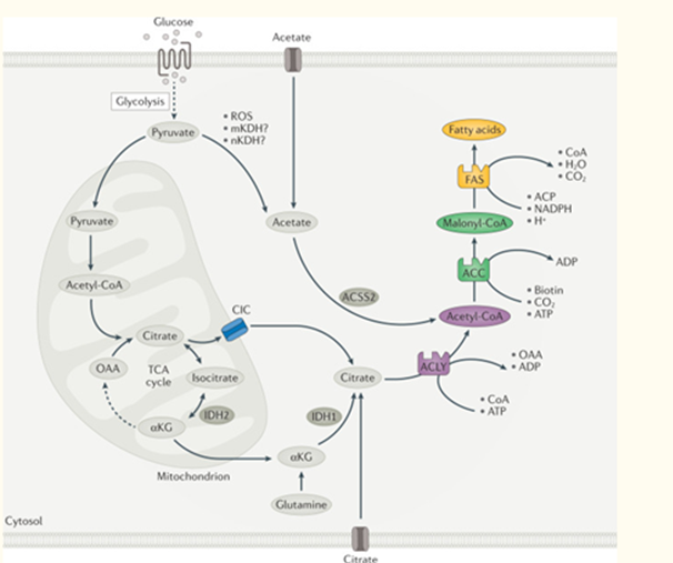 Figure 2: Overview of DNL. Courtesy ref no-142-A series of coordinated enzymatic reactions takes place during fatty acid biosynthesis. Typically, pyruvate produced by glycolysis is converted in the mitochondrion into acetyl-CoA, which enters the tricarboxylic acid (TCA) cycle to produce citrate. In conditions of carbohydrate excess, citrate is exported to the cytosol by the citrate/isocitrate carrier (CIC) and is broken down to acetyl-CoA and oxaloacetate (OAA) by ATP-citrate lyase (ACLY). Acetyl- CoA is subsequently carboxylated by acetyl-CoA carboxylase (ACC) to generate malonyl-CoA, which is considered the first committed metabolic intermediate in fatty acid synthesis. Utilizing seven malonyl-CoA molecules and one acetyl-CoA primer, the synthesis of palmitate (16:0 fatty acids) is completed by repeating a cycle of condensation, reduction, condensation and dehydration catalysed by fatty acid synthase (FAS). An alternative carbon source of de novo lipogenesis (DNL) is acetate, which can be produced de novo from glucose through non-enzymatic and enzymatic reactions. Acetyl-CoA synthetase 2 (ACSS2) catalyses the reaction of acetate and CoA to form acetyl-CoA, which is subsequently used for fatty acid biosynthesis. With hypoxia or CIC deficiency another alternative pathway for DNL is reductive carboxylation of glutamine via cytosolic isocitrate dehydrogenase 1 (IDH1) and mitochondrial IDH2. αKG, α-ketoglutarate; ACP, acyl carrier protein; mKDH, mitochondrial ketoacid dehydrogenase; nKDH, nuclear ketoacid dehydrogenase; ROS, reactive oxygen species.