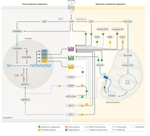 Figure 3: Physiological regulation of DNL. Courtesy ref no-142-Regulatory mechanisms of de novo lipogenesis (DNL) involve allosteric regulation, covalent modifications and transcriptional changes. Allosteric activators include citrate, glucose 6-phosphate (G6P) and fructose 6-phosphate (F6P) while oxaloacetate (OAA) and long-chain fatty acyl (LCFA)- CoAs are allosteric inhibitors. Regulatory phosphorylation is facilitated by several enzymes including AMP-activated protein kinase (AMPK), AKT, branched-chain α-keto dehydrogenase kinase (BDK), glycogen synthase kinase 3 (GSK3) and protein kinase A (PKA), whereas caspase 10 and constitutive photomorphogenic 1 (COP1) facilitate the degradation of ATP-citrate lyase (ACLY) and fatty acid synthase (FAS), respectively. Transcriptional modifications are regulated by two major transcription factors, sterol regulatory element-binding protein 1c (SREBP1c) and carbohydrate-responsive element-binding protein (ChREBP). Additional transcription factors, such as liver X receptor (LXR) are also implicated in the transcriptional regulation to varying degrees of importance depending on the cell type. ACC, acetyl-CoA carboxylase; CIC, citrate/isocitrate carrier; FAS, fatty acid synthase; PPP, pentose phosphate pathway; TCA, tricarboxylic acid; X5P, xylulose 5-phosphate.