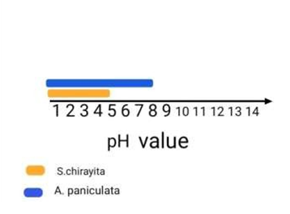 Figure 3: Comparison of _Andrographis paniculata_ and _Swertia chirayita_ on pH-scale.