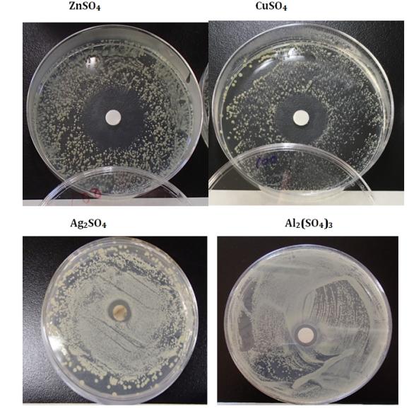 Figure 2: Sample appearance after halo antibacterial susceptibility tests in the sulfates against Staphylococcus epidermidis.