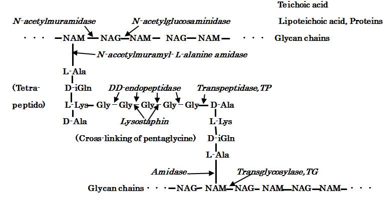 Figure 3: The molecular structure of S.aureus PGN cell wall and the action sites of PGN biosynthesis TG/TP, PGN forth autolysins, and Lysostaphin enzyme.