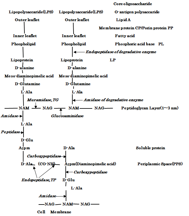 Figure 4: The molecular structure of LPS, outer membrane and PGN layer within periplasmic space of E.coli cell wall, and the action sites of hydrolases of lipoproteins, PGN syntheses TG/TP and PGN autolysins.
