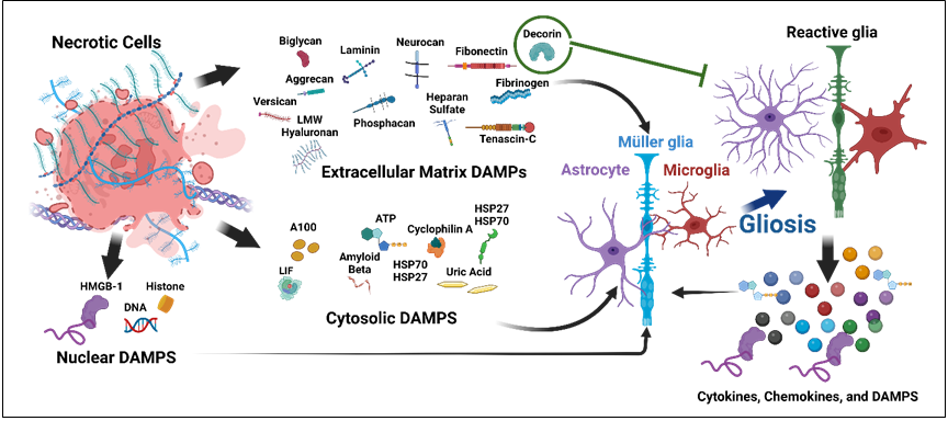 Figure 1: ** The schematic representation of DAMPs in gliosis. The injured neuronal tissue and diseased retina produce extracellular, cytosolic, and nuclear DAMPs, which activate glia (astrocyte, Muller glia, and microglia). The reactive glia produces cytokines, chemokines, and DAMPs which can again activate glia to create a vicious cycle of neuroinflammation, except decorin, an extracellular DAMPs which shows inhibitory effect on gliosis.