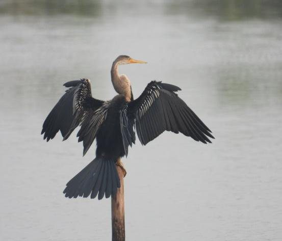 Figure 1: Oriental Darter.