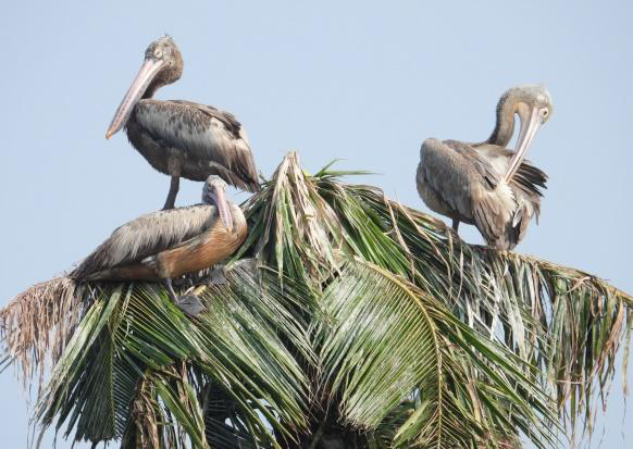 Figure 2: Spot billed pelican.
