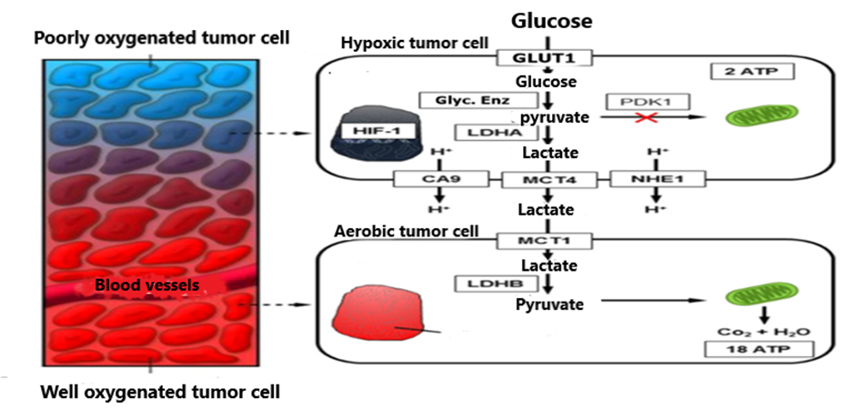 Figure 1: Lactate shuttle in a cancer cell [1].