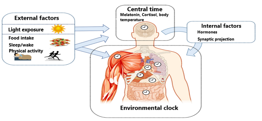 Figure 3: Internal and external factors affecting circadian rhythm [35].