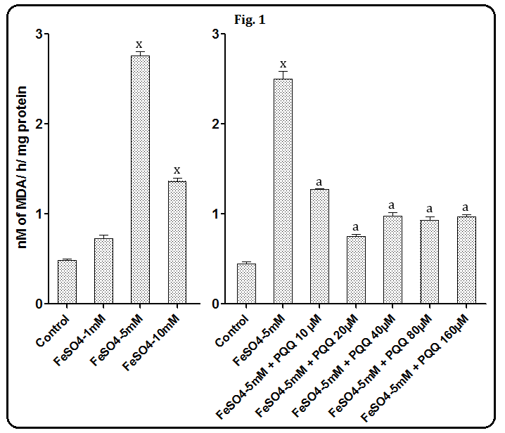 Figure 1: Effects of PQQ at 10, 20, 40, 80 and 160 µM on FeSO4-induced hepatic LPO. Data are mean ± SEM (n=3). x, P< 0.001 compared to the respective control values. a, P< 0.001 as compared to the respective FeSO4 treated value. Incubation of rat liver slices with different concentrations of H2O2 (40, 80 and 160 mM) resulted in a significant increase in hepatic LPO. However, maximum the percent increase i.e. 363% was observed at 80 mM. Considering this effective concentration of H2O2 to induce hepatic LPO, i.e 80 mM, when incubation with any of the five different concentrations of PQQ, i.e 10, 20, 40, 80 and 160 μM was done, the maximum decrease was observed at 80 μM (P< 0.001, as compared to the average value of H2O2 control tubes. The percent decreases in LPO of different concentrations of PQQ (10, 20, 40, 80, 160 μM) were 3%, 2%, 24%, 62% and 57% respectively (Figure 2).