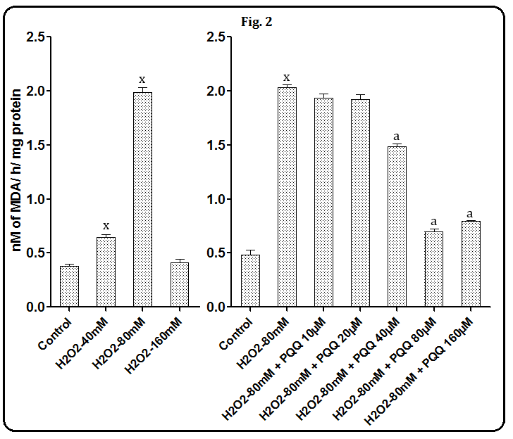 Figure 2: Effects of PQQ at 10, 20, 40, 80 and 160 µM on H2O2-induced hepatic LPO. Data are mean ± SEM (n=3). x, P< 0.001 compared to the respective control values. a, P< 0.001 as compared to the respective H2O2 treated value. With respect to incubation of liver homogenates with CCl4 (10, 20 and 40 µl), a significant increase in LPO (P < 0.001 to all) was observed in all three concentrations (40%, 407% and 175% respectively). When, considering the effective concentration of CCl4 that showed maximum increase in hepatic LPO (i.e 20 µl), antiperoxidative effects of the test compound (PQQ) was evaluated, CCl4 (20 µl) markedly enhanced hepatic LPO (P<0.001). However, following the incubation with five different concentrations of PQQ, i.e 10, 20, 40, 80 and 160 μM, the maximum decrease was observed at 80 μM (P<0.001, as compared to the average value of CCl4 control tubes). The other concentrations were also able to inhibit LPO but slightly less as compared to that of 80 μM. The percentage decreases in LPO of different concentrations of PQQ (10, 20, 40, 80, 160 μM) were 25%, 36%, 38%, 62% and 61% respectively (Figure 3).