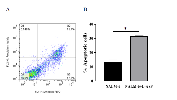 Figure 3: Results from the induction of apoptosis by the L-Asparginase on NALM-6 cell line. The cells were exposed to 8 μM of the L-Asparginase and then the induction of apoptosis after 48 h incubation was evaluated. (A) Flow cytometry images, Q1, Q2, Q3 and Q4 represent necrotic cells, late apoptosis, early apoptosis and live cells, respectively. (B) The apoptotic cells percentage was increased in L-ASP treatment compared with untreated cells (P=0.0112). The error bars in the diagram represent the standard deviations of two separate tests.