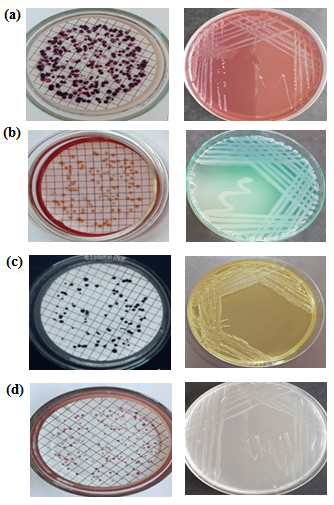 Figure 3: Growth of isolated and identified bacterial isolates on specific cultural media. • _E. coli_ colonies on (modified mTEC) and MacConkey agar medium, respectively. • _P. aeruginosa_ colonies on M-PA-C and cetrimide agar medium, respectively. • _S. aureus_ colonies on Baird-parker and Mannitol salt agar medium, respectively. • _E. faecalis_ Colonies on M-Enterococcus and nutrient agar medium, respectively.