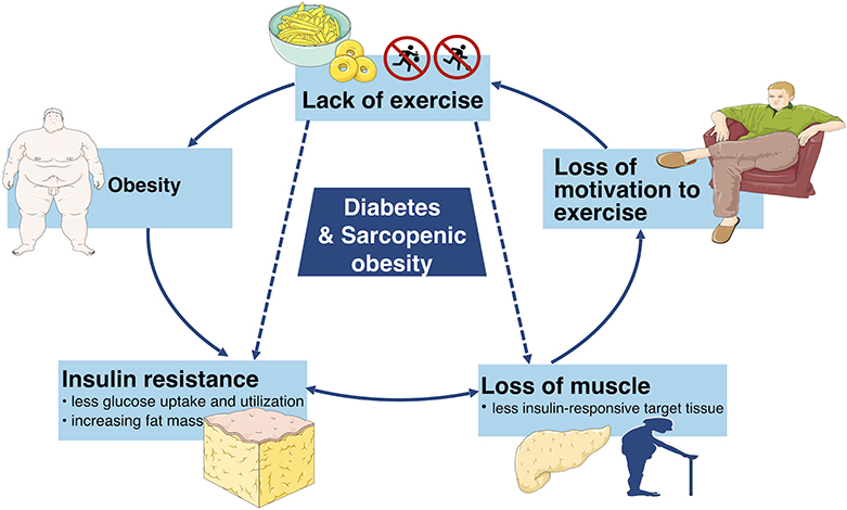 Figure 1: A simple diabesity mechanism, for instance, as related to sarcopenia [11].