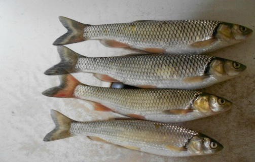 Figure 3: _Leuciscus cephalus orientalis._
