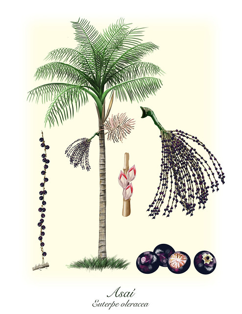 Figure 3: Juçara Palm (Euterpe edulis Mart.) with flowering bunches and fruits. (adapted from Benjamin Cardenas Valderrama – https://br.pinterest.com/ pin/542613455111621157/, visited 2022).