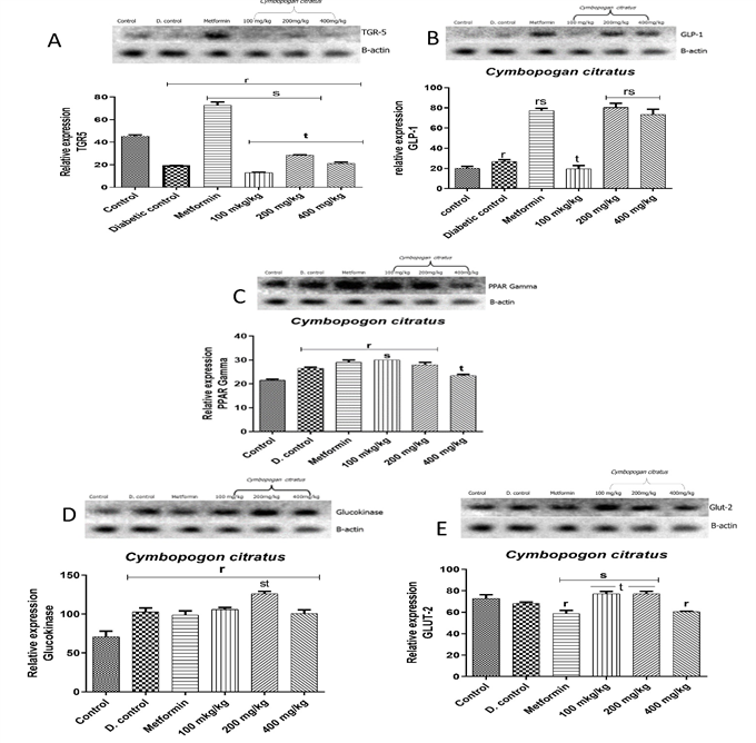 Figure 2: Qualitative-PCR analysis of pancreas _Takeda G protein-coupled receptor 5 (TGR5), Glucose-like peptide-1 (GLP-1,_ _peroxisome proliferator-activated receptor gamma (PPAR-__γ__), glucokinase_ and _glucose transporter 2 (GLUT2)_ mRNA expression in the pancreas of _C. citratus_ administered diabetic rats. Snapshot representation of RT-PCR after chain reaction-agarose gel electrophoresis was carried followed by densitometric analysis. ‘r’ represents a significant difference relative to control, ‘s’ represents a significant difference relative to diabetic control, ‘t’ represents a significant difference relative to metformin at p<0.05.