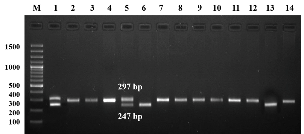 Figure 1: Genotypes of _SOD1_ 50bp Indel polymorphism in diabetic patients and healthy individuals. Lane 1 showed 100bp DNA marker, lane 1,5 showed heterozygous I/D genotype, lane 2-4,7-12,14 showed homozygous wildtype I/I genotype and lane 6,13 represented homozygous mutant D/D genotype.