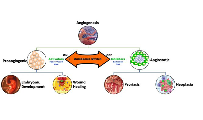 Figure 3: Angiogenesis.