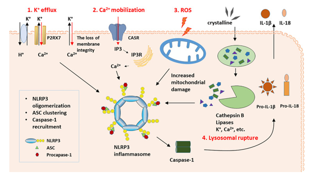 Figure 1: Moa of nlrp3 IFL.