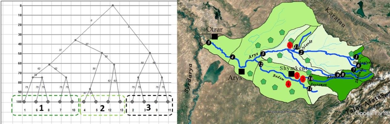 Figure 9: Dendrite of divisional overlapping of the Arys River communities and positions of clusters on the basinal map: blue – cluster 1, light green – cluster 2.