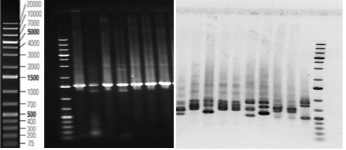 Figure 3: Agarose (1%) gel electrophoresis analysis of the PCR products from 16S rRNA gene of bacteria with universal primers (rD1 and fD1). Lane 1-7: Bacterial isolates.