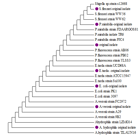 Figure 4: The phylogenetic relationships, based on 16S rRNA gene sequences, were constructed by the neighbor-joining method. Numerals at nodes indicate bootstrap percentages derived from 100 replications. The bacterial isolates from this study designated with bold dot.