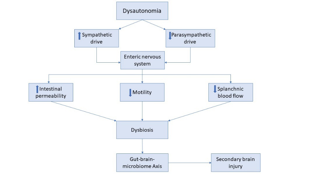 Figure 1: Flowchart demonstrating a dysregulated microbiome and secondary brain injury arising from autonomic dysfunction, characterized by an imbalance in the sympathetic and parasympathetic nervous system.