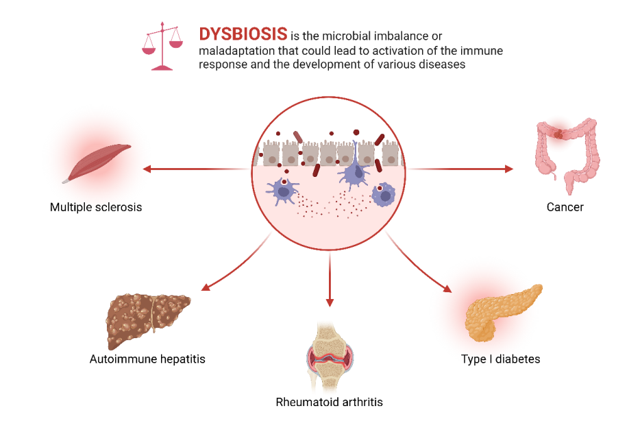 Figure 2: Diagram of the potential contribution of gut dysbiosis to several disease processes.