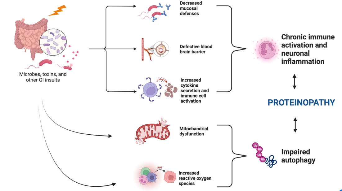 Figure 5: Summary of major mechanisms underlying development of proteinopathy from gut dysbiosis and other GI insults.