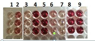 Figure 1: The spectrophotocolorimetric Glucose oxidase, GO, determination of glucose concentration in sweeteners with. 1) GO reagent blank. 2) Glucose control (100mg/dL). 3) Saccharin. 4) Sucralose (stored in the carry-on hand bag). 5) Bee Honey. 6) Stevia. 7) Aspartame. 8) Maple syrup. 9) Table sugar.