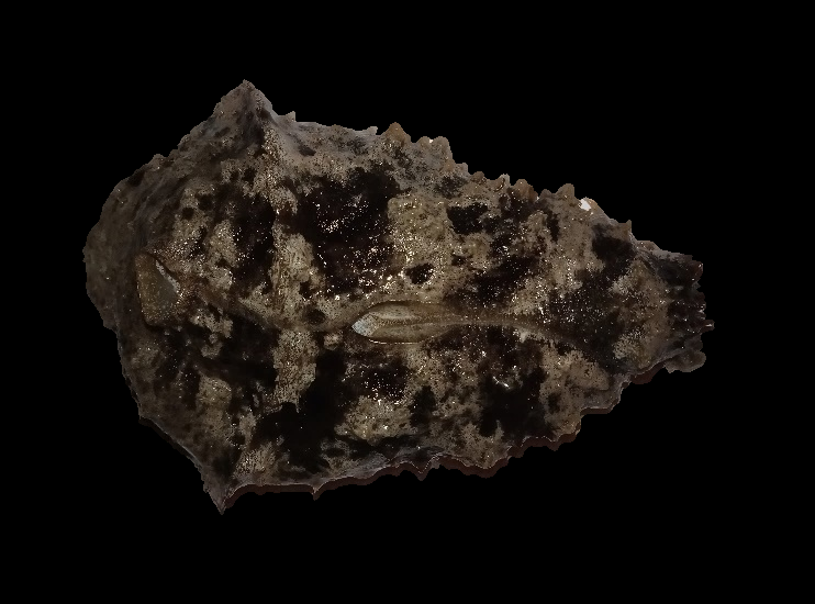 Figure 1: ** Morphology of Dolabella auricularia.