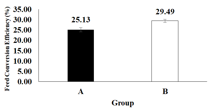 Figure 5: The results of this study in terms of feed conversion efficiency of goldfish during this research consisted of treatment A) Feeding without microcapsules of sea rabbit extract; and B) Feeding with the addition of sea rabbit extract microcapsules.