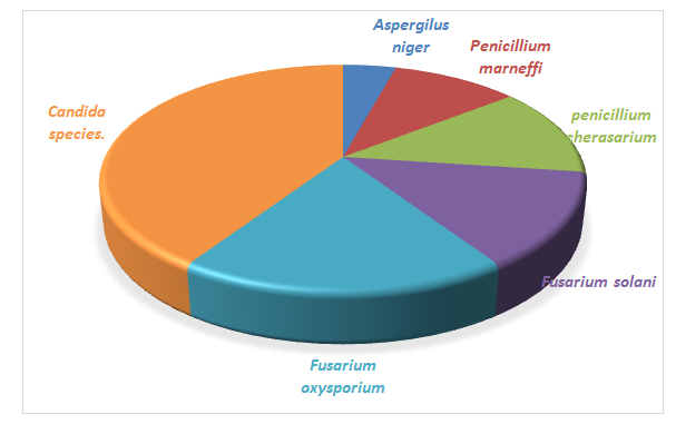 Figure 2: Pie chart representing the frequency of non- dermatophytes isolated.