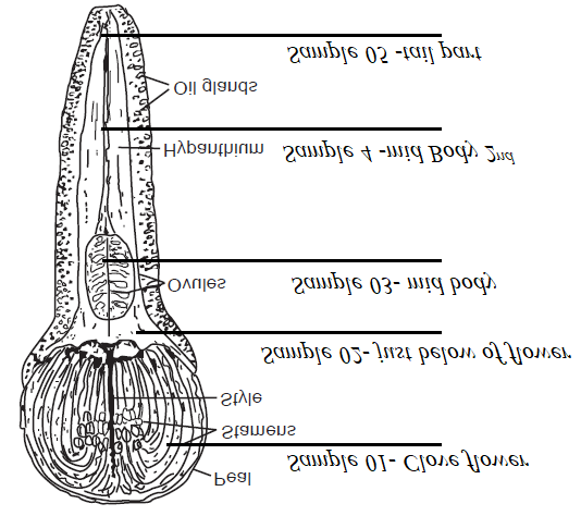 Figure 2: Representation of Samples collected from a Clove.