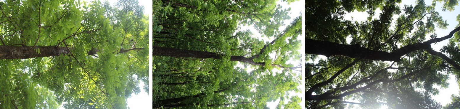 Figure 5: Trees with a poor health condition.
